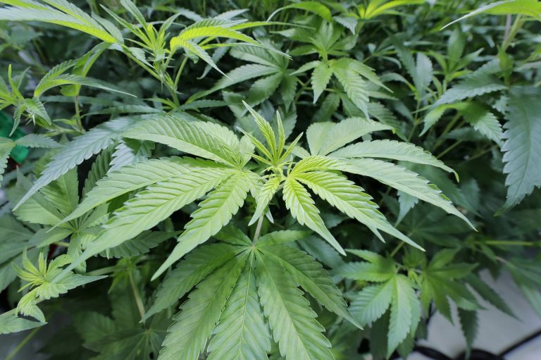 What Is Marijuana And How It Is Useful?