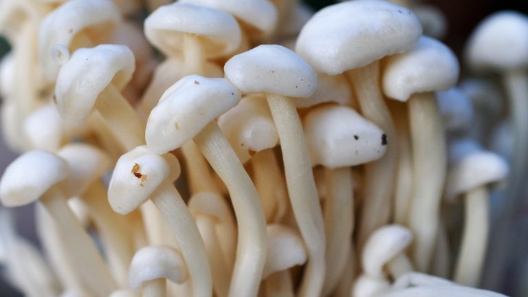 Choosing The Right Dispensary for Buying Shrooms Online