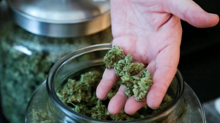 The Many Options That Online Dispensary Canada Shops Give You