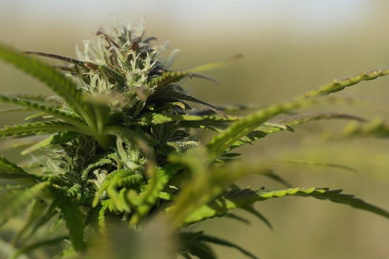 Your Guide to the Best Online Dispensaries in Canada: Tips and Recommendations