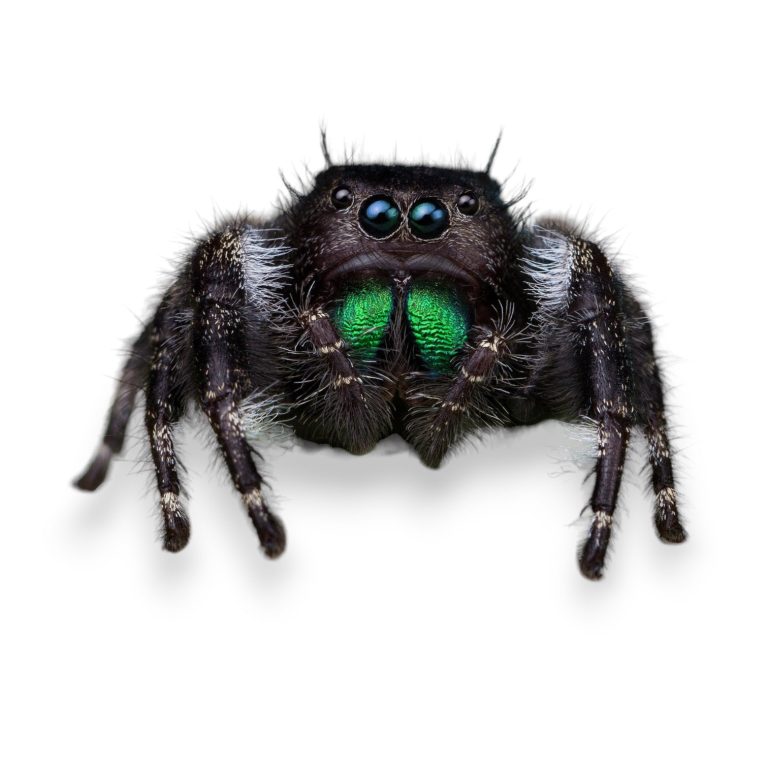 How Much Do Jumping Spiders Cost: A Complete Guide