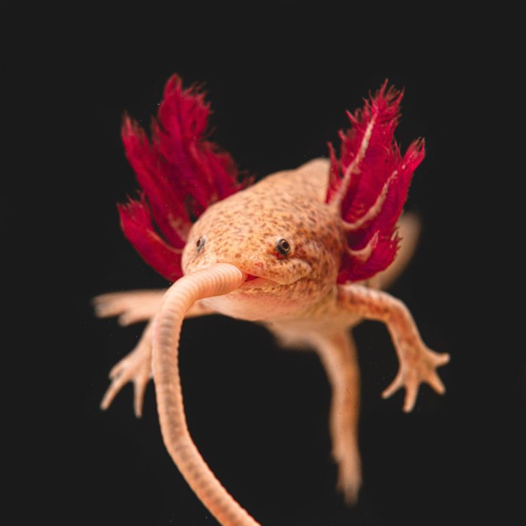 Beginner’S Guide: How To Buy An Axolotl – Expert Tips