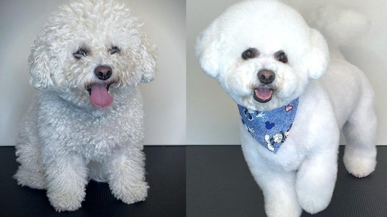 Ultimate Guide: How To Groom Bichon Frise