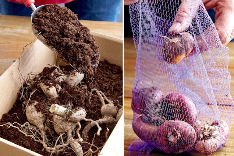 Efficient Ways: How To Store Flower Bulbs Like A Pro