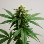 close-up of a cannabis plant with vibrant green leaves and dense buds